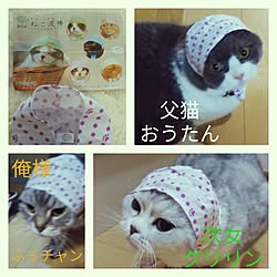 キッチン/猫/猫ばかりですみません/５匹います(ΦωΦ)/スコティッシュ ふぅチャン...などのインテリア実例 - 2017-04-08 11:42:56