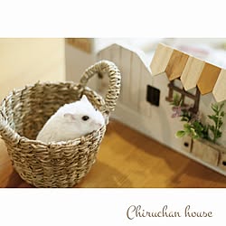 机/ハムスターのお家 DIY/ハムスター飼ってます◡̈♥︎/ハムスターハウス/Daiso...などのインテリア実例 - 2016-02-14 11:09:43