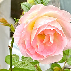雨中薔薇咲いています/お花のある暮らし/見て頂き有難うございます♬/マンション1階角部屋庭付き/部屋全体のインテリア実例 - 2022-10-24 14:26:46