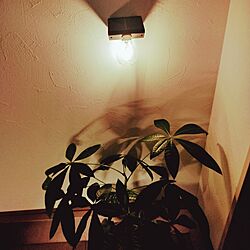 玄関/入り口/観葉植物/照明のインテリア実例 - 2023-11-29 18:56:28