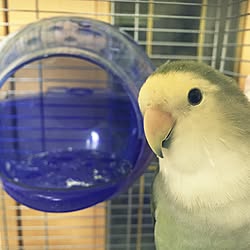 コザクラインコ/さすけ/インコと暮らす家/男前/いいね♪いつもありがとうございます❤️...などのインテリア実例 - 2016-07-08 22:31:51