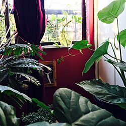 壁/天井/赤い壁/ペイント/観葉植物のインテリア実例 - 2016-10-26 05:14:05