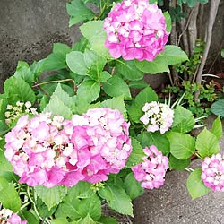 玄関/入り口/紫陽花/植物のある暮らし/いやしの空間/毎日の暮らしを楽しむ♪...などのインテリア実例 - 2023-06-03 08:46:42