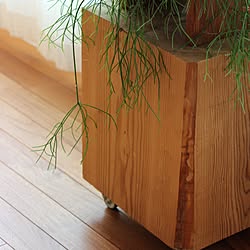 植物台DIY/リプサリス/観葉植物のある暮らし/インテリアグリーンのある暮らし/リビング...などのインテリア実例 - 2022-06-22 15:26:04