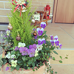 ゴールドクレスト寄せ植えのインテリア実例 Roomclip ルームクリップ