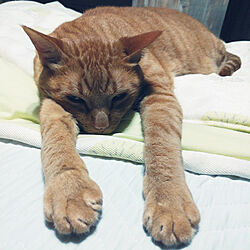 ベッド周り/猫のいる日常/保護猫/ねこのいる暮らし/しまむらのインテリア実例 - 2022-08-05 22:04:43