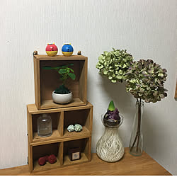 カポックの苔玉/節分/賃貸マンション/賃貸でも楽しく♪/季節を楽しむ...などのインテリア実例 - 2020-01-18 16:00:21