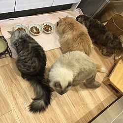 キッチン/猫食事/一人暮らし/キャット/ナチュラル...などのインテリア実例 - 2017-04-04 15:16:29