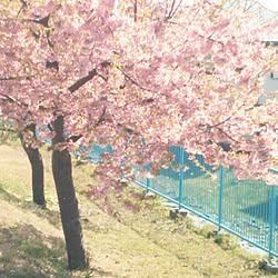 玄関/入り口/見えるかなぁ/ぽかぽか陽気に風がそよぐと、ちらりちらり/連投すみません/RCの皆さまに感謝♡...などのインテリア実例 - 2015-03-17 14:58:19