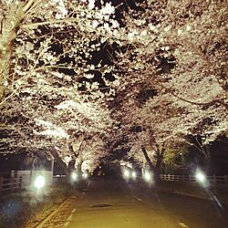 玄関/入り口/桜のインテリア実例 - 2016-04-01 21:25:02