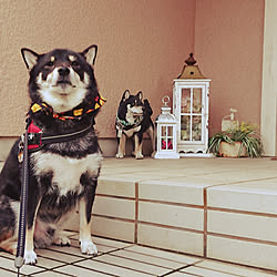 玄関/入り口/RCのみなさまに感謝❤/しばいぬ/犬は家族/RC柴犬の会...などのインテリア実例 - 2020-10-13 07:53:26