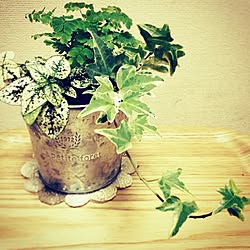 玄関/入り口/観葉植物/寄せ植え初心者/寄せ植え♥︎/手作り...などのインテリア実例 - 2015-01-11 21:56:51