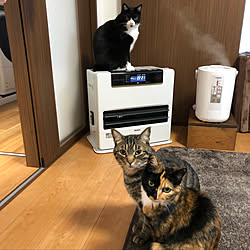 リビング/加湿器/ファンヒーター/ねこのいる日常/ねこと暮らす...などのインテリア実例 - 2019-02-18 07:54:39