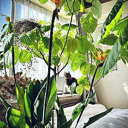 ベッド周り/花のある暮らし/花と緑のある空間/観葉植物/窓辺のインテリアのインテリア実例 - 2024-05-04 09:19:06
