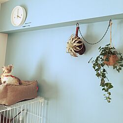 壁/天井/掛け時計/猫のいる部屋/観葉植物/セリアのインテリア実例 - 2016-04-12 16:05:14