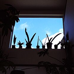 壁/天井/観葉植物/吹き抜けの窓/吹き抜け窓のインテリア実例 - 2015-04-08 10:47:17