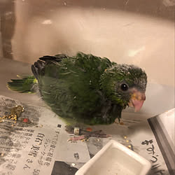 インコと暮らす家/部屋全体のインテリア実例 - 2019-11-19 13:31:39