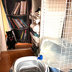 水やり/お風呂の残り湯/猫のいる部屋/猫のいる風景/猫のいる暮らし...などのインテリア実例 - 2022-07-09 01:09:07