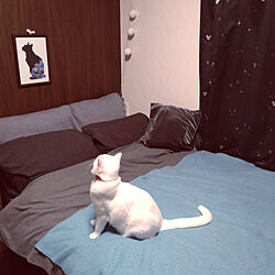 ベッド周り/猫の絵/ねこのいる日常/絵のある暮らしのインテリア実例 - 2022-03-12 21:14:00