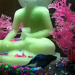 机/betta fish/blue/Buddha /fish tankのインテリア実例 - 2012-09-15 05:59:03