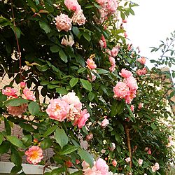 玄関/入り口/花/庭/自然/薔薇...などのインテリア実例 - 2017-05-21 06:48:17