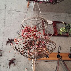 壁/天井/植物/セリア/雑貨のインテリア実例 - 2013-11-14 10:04:14