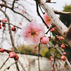 梅の花/梅/枝垂れ梅/3月/庭園...などのインテリア実例 - 2023-03-06 11:31:08