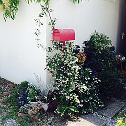 玄関/入り口/観葉植物/多肉植物のインテリア実例 - 2015-05-07 15:13:02