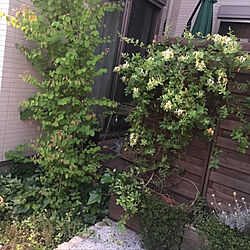 玄関/入り口/植物/お花/植物のある暮らしのインテリア実例 - 2018-05-18 04:34:18