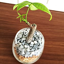 棚/観葉植物をおきたい！のインテリア実例 - 2017-04-22 11:09:25