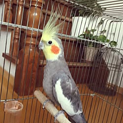 壁/天井/インコも暮らす家/みどりのある暮らし/観葉植物/オカメインコのインテリア実例 - 2017-03-14 20:47:07