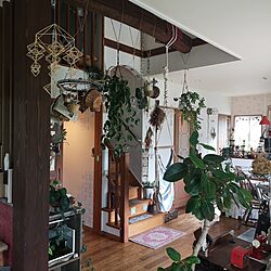 部屋全体/観葉植物のある暮らし/観葉植物/雑貨/アンティーク...などのインテリア実例 - 2023-06-28 08:21:53