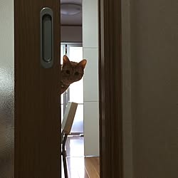 リビング/猫のいる部屋/IKEA/ねこのいる日常/ねこのいる風景のインテリア実例 - 2016-01-21 01:51:45