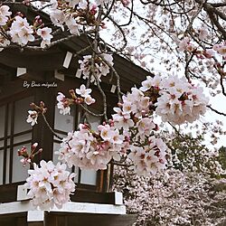 部屋全体/I LOVE JAPAN/きれい/桜/こんばんは✩.*˚...などのインテリア実例 - 2017-04-08 20:02:15