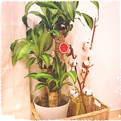 部屋全体/観葉植物/綿わ/雑貨/カゴのインテリア実例 - 2013-05-04 19:22:47