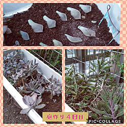 部屋全体/庭作り/庭つくり中/花壇作り/多肉植物...などのインテリア実例 - 2021-09-08 20:21:08