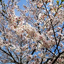 玄関/入り口/さくら/菜の花/焼きそば/www...などのインテリア実例 - 2023-04-01 13:29:54