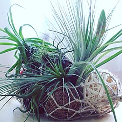 机/エアープランツ/植物のある暮らし/賃貸でも楽しく♪/観葉植物...などのインテリア実例 - 2017-04-25 19:30:05