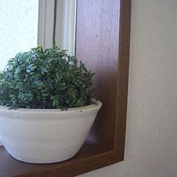 壁/天井/観葉植物/窓のインテリア実例 - 2012-08-04 00:31:37