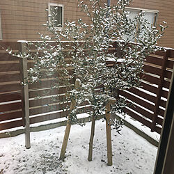 シンボルツリー/庭/オリーブ/オリーブ雪化粧/オリーブの木のインテリア実例 - 2021-01-11 00:05:10