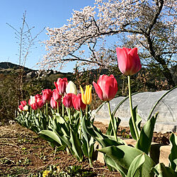 チューリップ/チューリップの花/景色が大好き/sakurasaku/桜...などのインテリア実例 - 2019-04-13 08:11:26