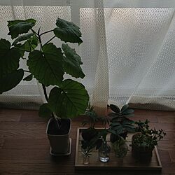 部屋全体/植物のインテリア実例 - 2014-02-07 10:38:05