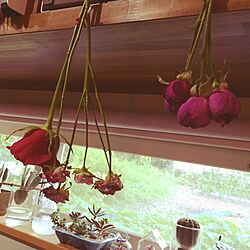 棚/ドライフラワー/キッチンの窓辺/花のある暮らし/多肉植物...などのインテリア実例 - 2017-07-11 10:55:20