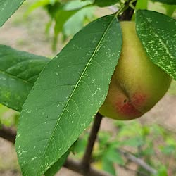 玄関/入り口/セカンドライフ/家庭菜園の暮らし/夏野菜/果樹園...などのインテリア実例 - 2023-06-26 18:58:52