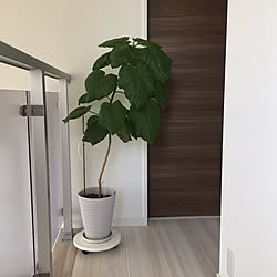 玄関/入り口/二階廊下/ウンベラータ/観葉植物/IKEAのインテリア実例 - 2016-10-30 12:05:56
