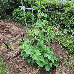 玄関/入り口/趣味を楽しむ/趣味/趣味部屋のある暮らし/遊び心...などのインテリア実例 - 2023-06-06 11:09:03