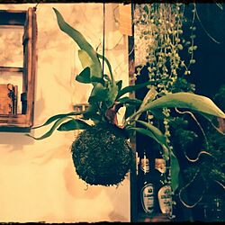 壁/天井/植物のインテリア実例 - 2016-07-19 01:08:37