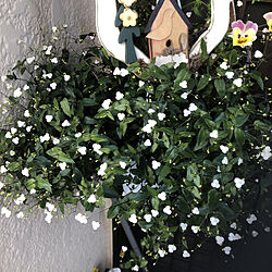 白いお花が咲きました/100均雑貨/観葉植物大好き❤︎/玄関/入り口のインテリア実例 - 2021-05-18 08:14:13