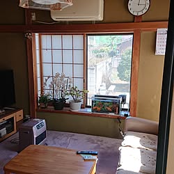 部屋全体/新生活/窓辺のグリーン/水槽のある部屋/金魚...などのインテリア実例 - 2024-03-02 17:58:28