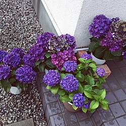 玄関/入り口/紫陽花カルメンパープル/紫陽花ディープパープル/日替わり投稿企画!木曜日/植物...などのインテリア実例 - 2017-06-23 00:42:13